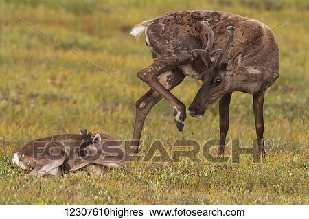 A cow caribou scratches herself while her calf lays in the tundra next to her. Interior Alaska in Summer. Denali National Park & Preserve. View Large Photo Image Stock Photograph - A cow caribou scratches herself while her calf lays in the tundra next to her. Interior Alaska in Summer. Denali National Park & Preserve.. Fotosearch