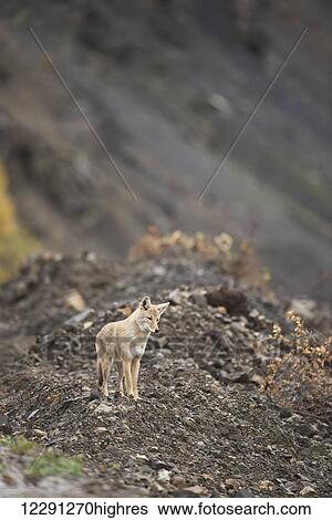 A coyote pauses alongside the park road below Sable Pass in Denali National Park & Preserve, Alaska. View Large Photo Image Stock Photograph - A coyote pauses alongside the park road below Sable Pass in Denali National Park & Preserve, Alaska.. Fotosearch