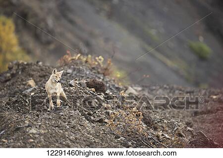 A coyote pauses alongside the park road below Sable Pass in Denali National Park & Preserve, Alaska. View Large Photo Image Stock Photograph - A coyote pauses alongside the park road below Sable Pass in Denali National Park & Preserve, Alaska.. Fotosearch
