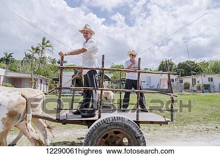 A Cuban man and his teenaged son pose for a photo while riding in an ox cart used for farming and transportation; Matanzas, Cuba View Large Photo Image Stock Photograph - A Cuban man and his teenaged son pose for a photo while riding in an ox cart used for farming and transportation; Matanzas, Cuba. Fotosearch