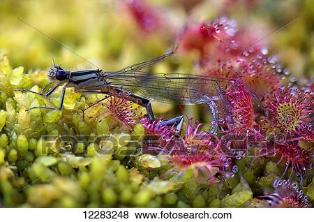 Stock Photo - A damselfly succumbs to a carnivorous Sundew plant, Kodiak Island, Southwest Alaska. Fotosearch