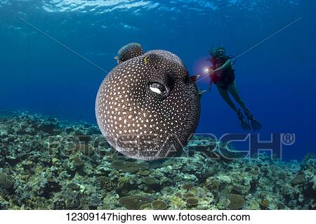 A diver gets a look at a Guineafowl pufferfish (Arothron meleagris); Yap, Micronesia View Large Photo Image Stock Photograph - A diver gets a look at a Guineafowl pufferfish (Arothron meleagris); Yap, Micronesia. Fotosearch