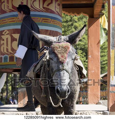 A donkey at a structure on Taktsang trail; Paro, Bhutan View Large Photo Image Stock Photograph - A donkey at a structure on Taktsang trail; Paro, Bhutan. Fotosearch