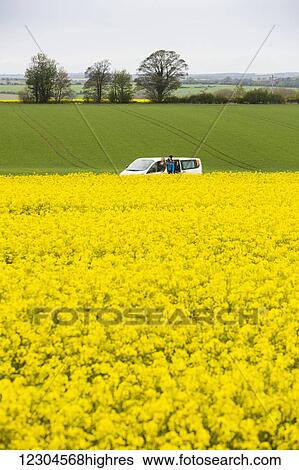 Stock Photograph - A drive through the English countryside which is covered in vibrant yellow Rapeseed flowers; Cotswolds, England. Fotosearch