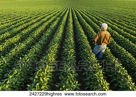 A farmer looks out across his mid-season soybean field in early summer; Iowa, United States of America View Large Photo Image Stock Photograph - A farmer looks out across his mid-season soybean field in early summer; Iowa, United States of America. Fotosearch