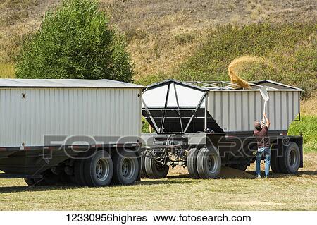 Stock Photograph - A Farmer Stands Beside A Grain Cart And Transport Truck With A Shovel And Throws Wheat Into The Cart; Washington, United States Of America. Fotosearch