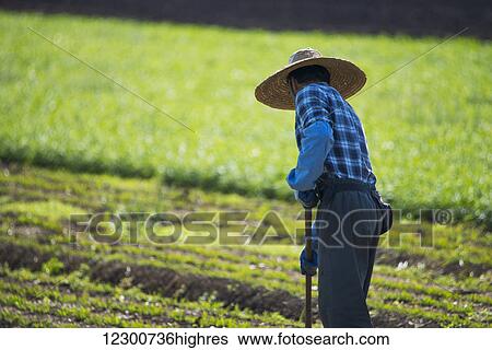 Stock Photograph - A farmworker tends a field; Surrey, British Columbia, Canada. Fotosearch