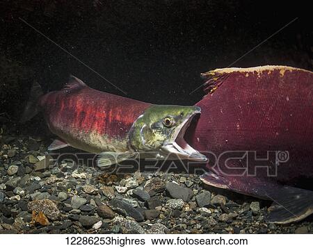 A female Sockeye Salmon (Oncohynchus nerka) nudges a male away from her redd so that she can work on it, underwater view in an Alaskan stream during summer. View Large Photo Image Stock Photograph - A female Sockeye Salmon (Oncohynchus nerka) nudges a male away from her redd so that she can work on it, underwater view in an Alaskan stream during summer.. Fotosearch