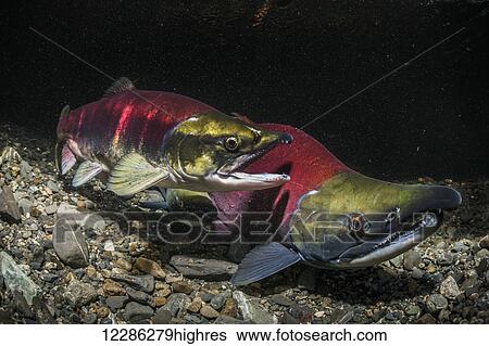 A female Sockeye Salmon (Oncohynchus nerka) nudges a male away from her redd so that she can work on it, Southcentral Alaska View Large Photo Image Stock Photograph - A female Sockeye Salmon (Oncohynchus nerka) nudges a male away from her redd so that she can work on it, Southcentral Alaska. Fotosearch