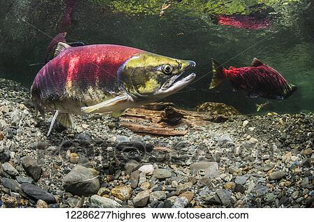 Stock Photograph - A female Sockeye Salmon (Oncorhynchus nerka) observes a male, underwater view in an Alaskan stream during the summer.. Fotosearch