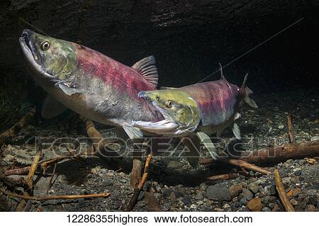 A female Sockeye Salmon (Oncorhynchus nerka) fends off an intruding female with the gape threat in an underwater view in an Alaskan stream during early summer. View Large Photo Image Stock Photograph - A female Sockeye Salmon (Oncorhynchus nerka) fends off an intruding female with the gape threat in an underwater view in an Alaskan stream during early summer.. Fotosearch