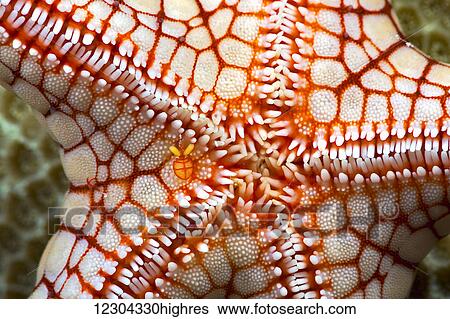 Stock Photograph - A female symbiotic copepod (Stellicola sp. ) can be seen just to the left of center on this necklace seastar (Fromia monilis); Yap, Micronesia. Fotosearch