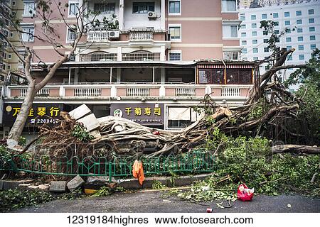 Stock Photograph - A few hours after super typhoon Merapi passed through Xiamen, it generated mass damage throughout the city; Xiamen, Fujian province, China. Fotosearch
