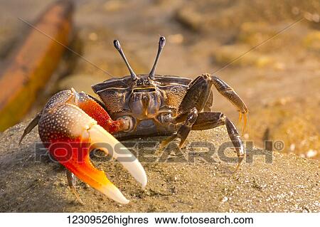 A fiddler crab (Uca sp) on the sand; Island of Yap, Micronesia View Large Photo Image Stock Photograph - A fiddler crab (Uca sp) on the sand; Island of Yap, Micronesia. Fotosearch