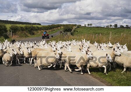 Stock Photograph - A flock of sheep cross a road; Northumberland, England. Fotosearch