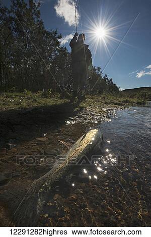 A fly fisherman catches a rainbow trout on a sunny day in the Bristol Bay region of Alaska. View Large Photo Image Stock Photograph - A fly fisherman catches a rainbow trout on a sunny day in the Bristol Bay region of Alaska.. Fotosearch