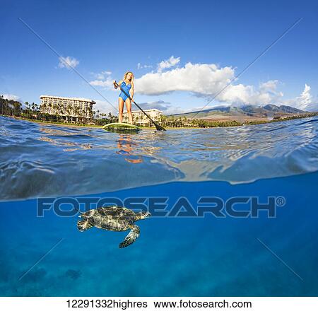 Stock Photograph - A green sea turtle (Chelonia mydas) an endangered species, below a surf instructor on a stand-up paddle board; Maui, Hawaii, United States of America. Fotosearch