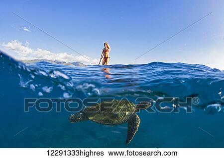 Stock Photograph - A green sea turtle (Chelonia mydas) an endangered species, below a surf instructor on a stand-up paddle board; Maui, Hawaii, United States of America. Fotosearch