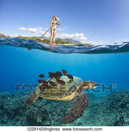 A green sea turtle (Chelonia mydas), an endangered species, is having its shell cleaned by a school of goldring surgeonfish (Ctenochaetus strigosus) below a surf instructor on a stand-up paddle board; Maui, Hawaii, United States of America View Large Photo Image Stock Photograph - A green sea turtle (Chelonia mydas), an endangered species, is having its shell cleaned by a school of goldring surgeonfish (Ctenochaetus strigosus) below a surf instructor on a stand-up paddle board; Maui, Hawaii, United States of America. Fotosearch