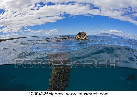 A green sea turtle (Chelonia mydas), an endangered species, lifts its head for a breath at the surface; Island of Maui, Hawaii, United States of America View Large Photo Image Stock Photograph - A green sea turtle (Chelonia mydas), an endangered species, lifts its head for a breath at the surface; Island of Maui, Hawaii, United States of America. Fotosearch