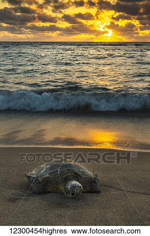 A green sea turtle (Chelonia mydas) rests on the beach at sunset near Kailua-Kona; Island of Hawaii, Hawaii, United States of America View Large Photo Image Stock Photograph - A green sea turtle (Chelonia mydas) rests on the beach at sunset near Kailua-Kona; Island of Hawaii, Hawaii, United States of America. Fotosearch