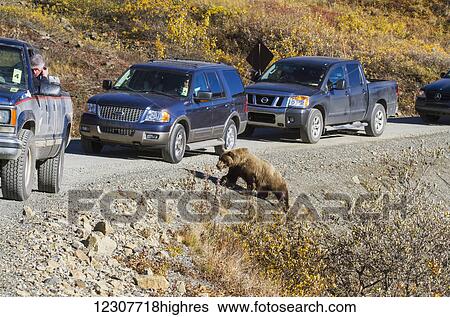 A grizzly bear stops traffic on the Park Road near Eielson during the September Road Lottery. Denali National Park & Preserve. Interior Alaska. Summer. View Large Photo Image Stock Photograph - A grizzly bear stops traffic on the Park Road near Eielson during the September Road Lottery. Denali National Park & Preserve. Interior Alaska. Summer.. Fotosearch