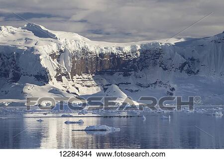 Picture - A group of Gento penguins (Pygoscelis papua) travelling in Neko Harbor, Antarctic Peninsula; Antarctica. Fotosearch
