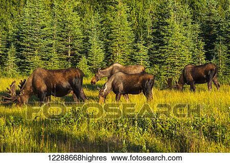 Stock Photograph - A group of moose, two bulls and two cows, feeding on on grass in Kincaid Park, Anchorage, Southcentral Alaska, summer. Fotosearch