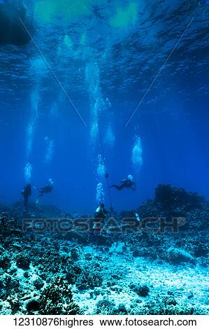 Stock Photograph - A group of scuba divers from Big Island Divers hanging out next to a permanent mooring at the Golden Arches dive site off the Kona coast; Island of Hawaii, Hawaii, United States of America. Fotosearch