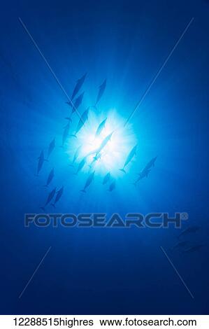 A group of spinner dolphin (Stenella longirostris) pass over head through the sunlight, off the island of Lanai; Hawaii, United States of Aerica View Large Photo Image Stock Photograph - A group of spinner dolphin (Stenella longirostris) pass over head through the sunlight, off the island of Lanai; Hawaii, United States of Aerica. Fotosearch