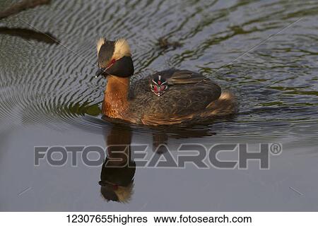 Stock Photograph - A Horned grebe swims in a pond across the highway from Potter Marsh with a chick tucked under her wing. Southcentral Alaska.. Fotosearch