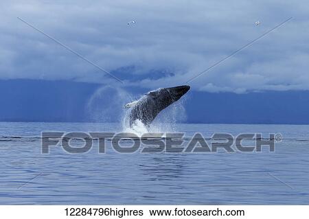 Stock Photograph - A Humpback whale leaps from the calm waters of the Inside Passage, Chatham Strait, Southeast Alaska. Fotosearch