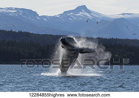Stock Photograph - A Humpback whale leaps from the calm waters of the Inside Passage near Juneau, Southeast Alaska, summer. Fotosearch