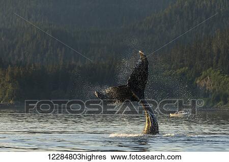 Stock Photograph - A Humpback whale slaps its tail on the calm waters of the Inside Passage near Lynn Canal, Southeast Alaska. Fotosearch