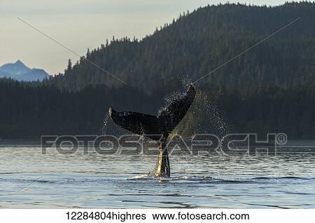 Stock Photograph - A Humpback whale slaps its tail on the calm waters of the Inside Passage near Lynn Canal, Southeast Alaska. Fotosearch