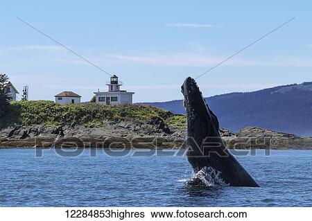 Stock Photograph - A Humpback whale spy hops in Lynn Canal, Inside Passage near Juneau with Point Retreat Lighthouse in the background, Southeast Alaska, summer. Fotosearch