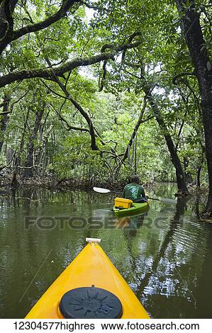 Stock Photograph - A kayak tour through a mangrove forest off the island of Yap; Yap, Micronesia. Fotosearch
