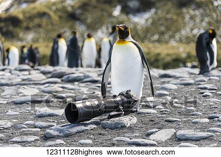 A King penguin (Aptenodytes patagonicus) with a camera on the beach; Antarctica View Large Photo Image Stock Photograph - A King penguin (Aptenodytes patagonicus) with a camera on the beach; Antarctica. Fotosearch