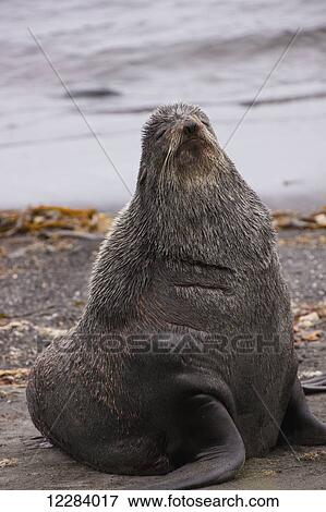 A large Northern Fur Seal on the shore of the Bering Sea, St. Paul Island, Southwestern Alaska, USA, Summer View Large Photo Image Stock Photo - A large Northern Fur Seal on the shore of the Bering Sea, St. Paul Island, Southwestern Alaska, USA, Summer. Fotosearch