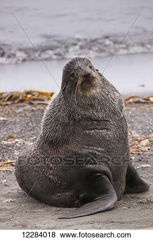A large Northern Fur Seal on the shore of the Bering Sea, St. Paul Island, Southwestern Alaska, USA, Summer View Large Photo Image Stock Photo - A large Northern Fur Seal on the shore of the Bering Sea, St. Paul Island, Southwestern Alaska, USA, Summer. Fotosearch