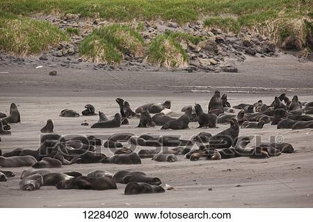 Stock Image - A large Rookery of Northern Fur Seals on a sandy costal beach on the Bering Sea, St. Paul Island, Southwestern Alaska, USA, Summer. Fotosearch