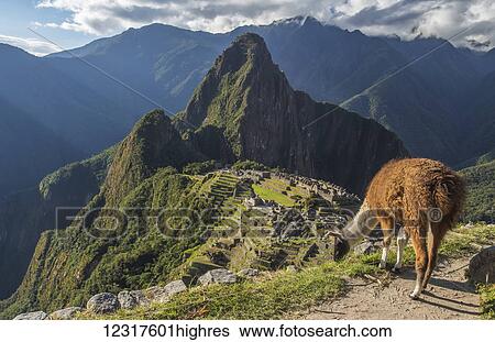 Stock Photograph - A llama (llama glama) nibbles on grass with the ancient Incan ruins of Machu Picchu in the background; Cusco, Peru. Fotosearch