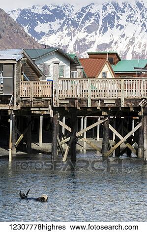Stock Photograph - A lone sea otter swims in the small boat harbor in Seward, Southcentral Alaska.. Fotosearch