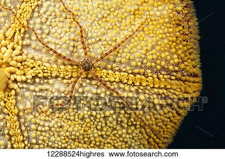 Stock Photograph - A long-arm brittle star (Ophionereis porrecta) on the convoluted surface of a cushion starfish (Culcita novaeguineae); Hawaii, United States of America. Fotosearch