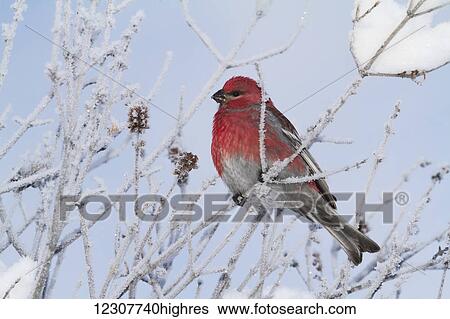 Stock Photograph - A male Pine Grosbeak sits on a snowy tree perch in Anchorage. Bird was feeding on seeds and berries. Southcentral Alaska. Winter.. Fotosearch