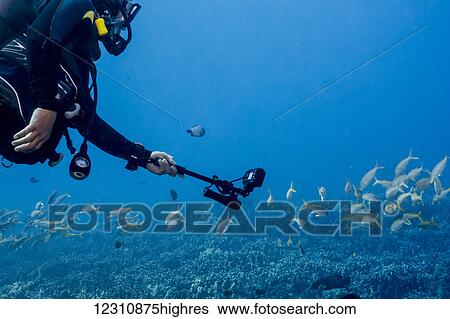 Stock Photograph - A male scuba diver wearing a wetsuit from Big island Divers is using a selfie stick with his underwater camera to get closer to a school of a Yellowfin Goatfish (Mulloidichthys vanicolensis); Island of Hawaii, Hawaii, United States of America. Fotosearch
