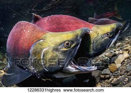 A male Sockeye Salmon (Oncorhynchus nerka) fends off an intruding male with the gape threat in an Alaskan stream during early summer. View Large Photo Image Stock Photograph - A male Sockeye Salmon (Oncorhynchus nerka) fends off an intruding male with the gape threat in an Alaskan stream during early summer.. Fotosearch