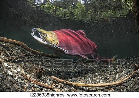 Stock Photograph - A male Sockeye Salmon (Oncorhynchus nerka) holds a position high over a redd site as the female approaches from downstream in an Alaskan stream during early summer.. Fotosearch