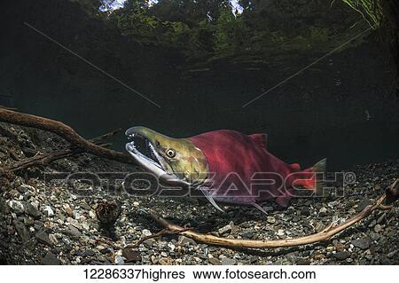Stock Photograph - A male Sockeye Salmon (Oncorhyncus nerka) holds position over a redd site while the female is away in an underwater view in an Alaskan stream during early summer.. Fotosearch