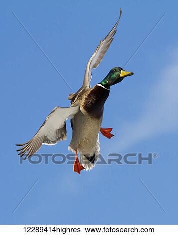 A Mallard Drake Duck Flares In Preparation To Landing In A Pond In